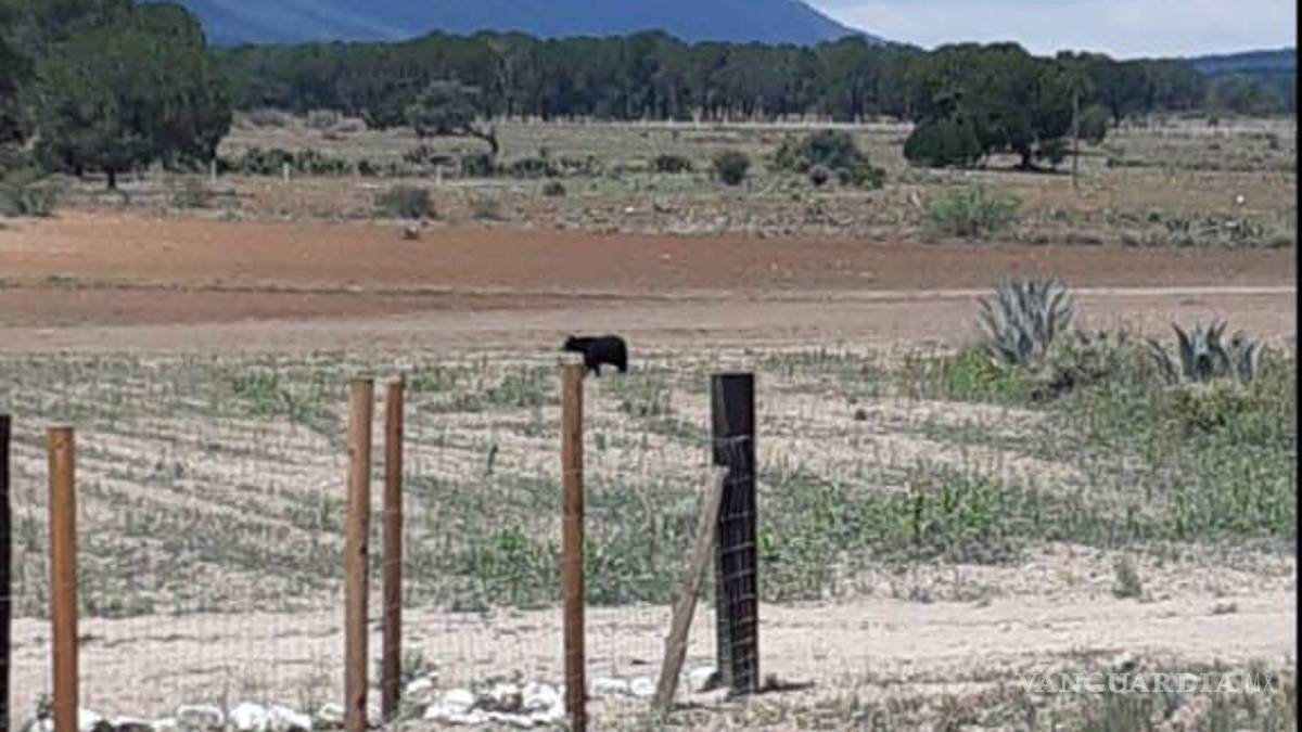 Protegen a otro oso en riesgo por personas, ahora en Arteaga; “no deben acercarse”, señalan