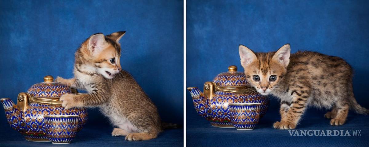 $!Gatito de la sabana, tetera y taza de té. EFE/HudsonAlpha