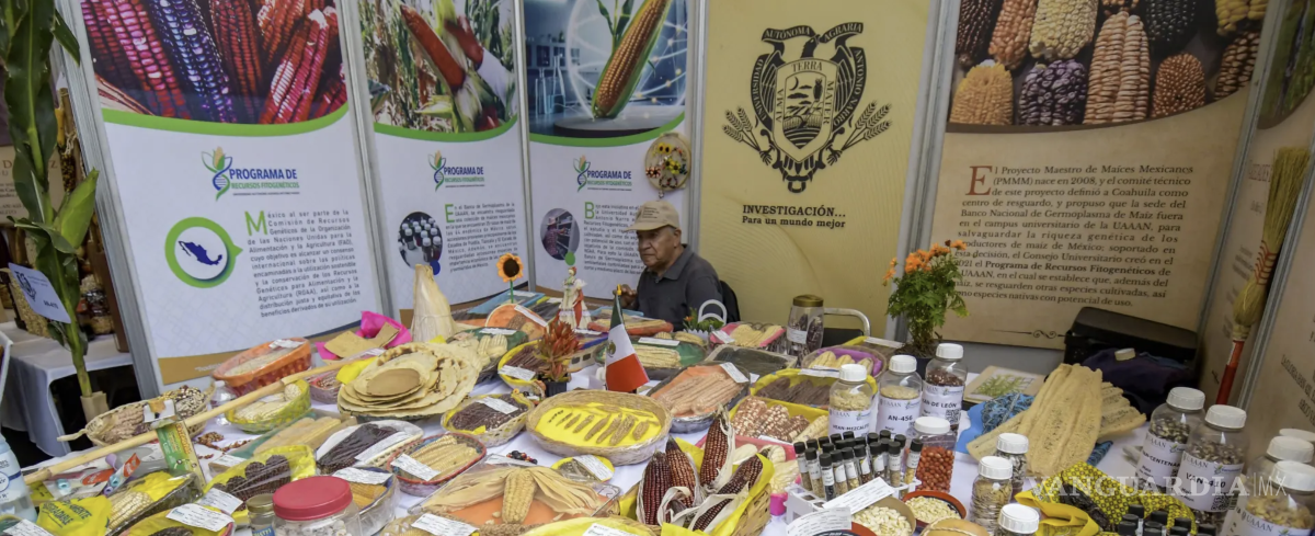 $!La diversidad de maíces mexicanos y la conservación de recursos fitogenéticos han formado parte de las exhibiciones de la Expo UAAAN.
