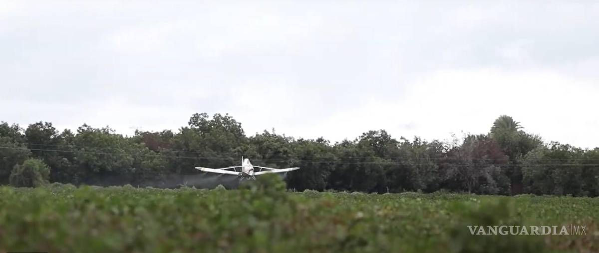 $!Las acciones sanitarias en la Región Lagunera de Coahuila fortalecen la productividad y competitividad del sector algodonero.