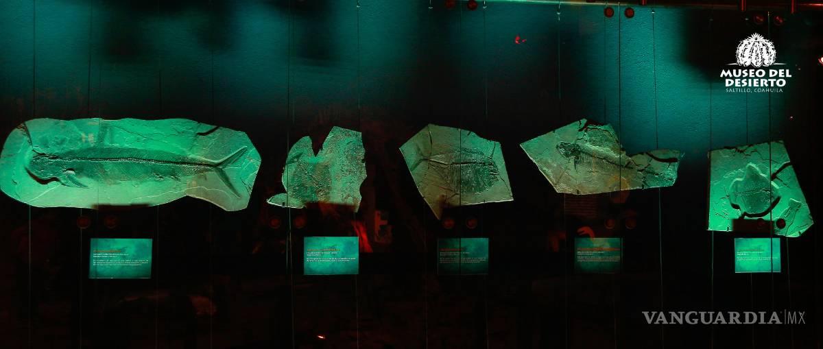 $!‘Necesitamos más arqueólogos y paleontólogos’