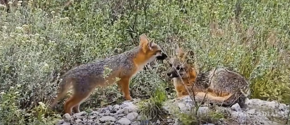 $!El campus de la UAdeC funciona como un corredor biológico que alberga mamíferos, aves, reptiles y plantas nativas protegidas.