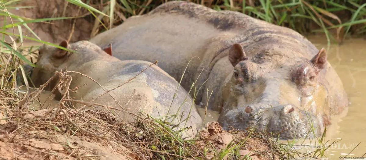 $!La decisión judicial sienta un precedente en la lucha contra especies invasoras