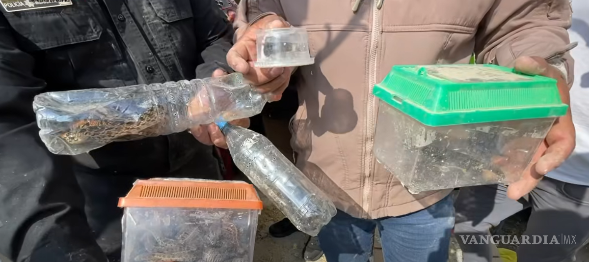 $!Rescatan más de 700 animales en Ecatepec durante operativo en inmueble presuntamente invadido