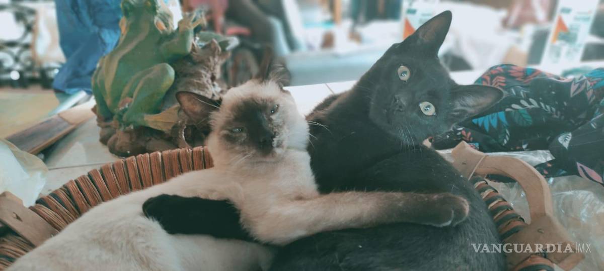 $!El pequeño Becker, de aproximadamente un año y medio de edad, nació como parte de la camada de “Mond”, quienes no se han separado de Metzly hasta hoy.