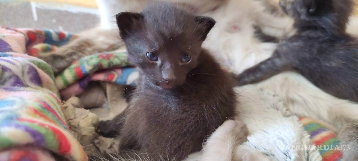 $!Por último, Metz indicó que próximamente realizarán más sorteos, donde se ofertarán cenas, productos de “skincare” y belleza, algunos electrónicos, entre otros.