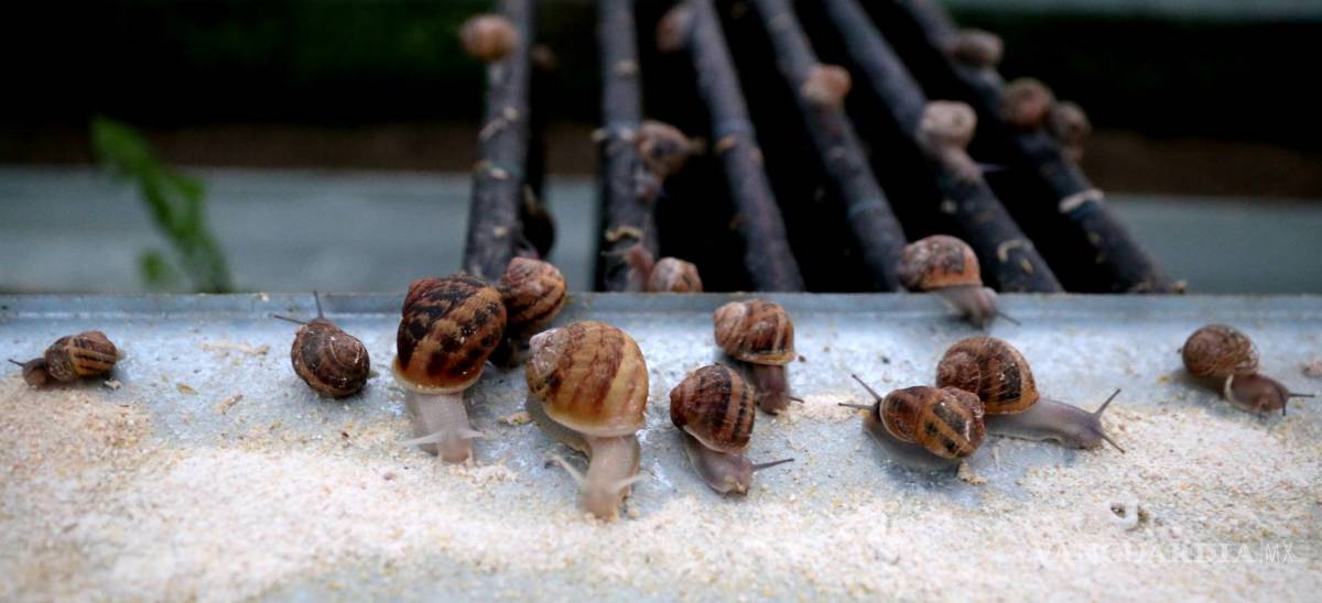 $!Huevas de caracol, el "caviar blanco"