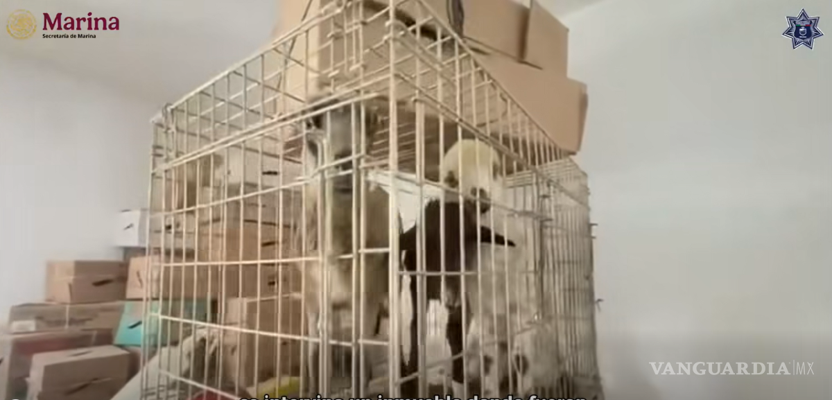 $!Rescatan más de 700 animales en Ecatepec durante operativo en inmueble presuntamente invadido