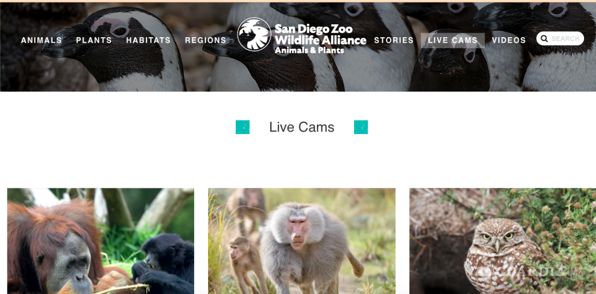 $!Viaja desde casa en estos sitios de internet