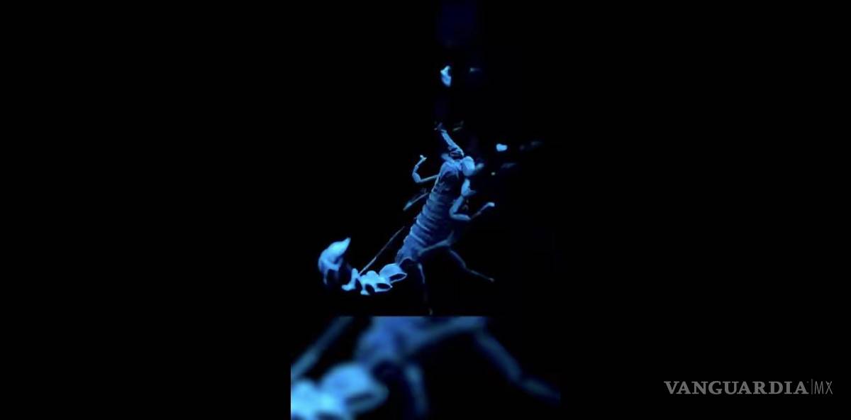 $!El alacrán pica con la cola. Algunas alacranas, con la lengua...