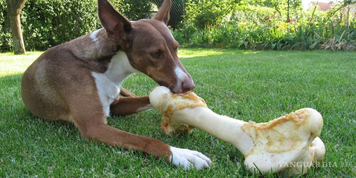 $!¡Cuida a tu lomito!... esta es la lista negra de alimentos prohibidos para tu perro pues son dañinos y hasta mortales