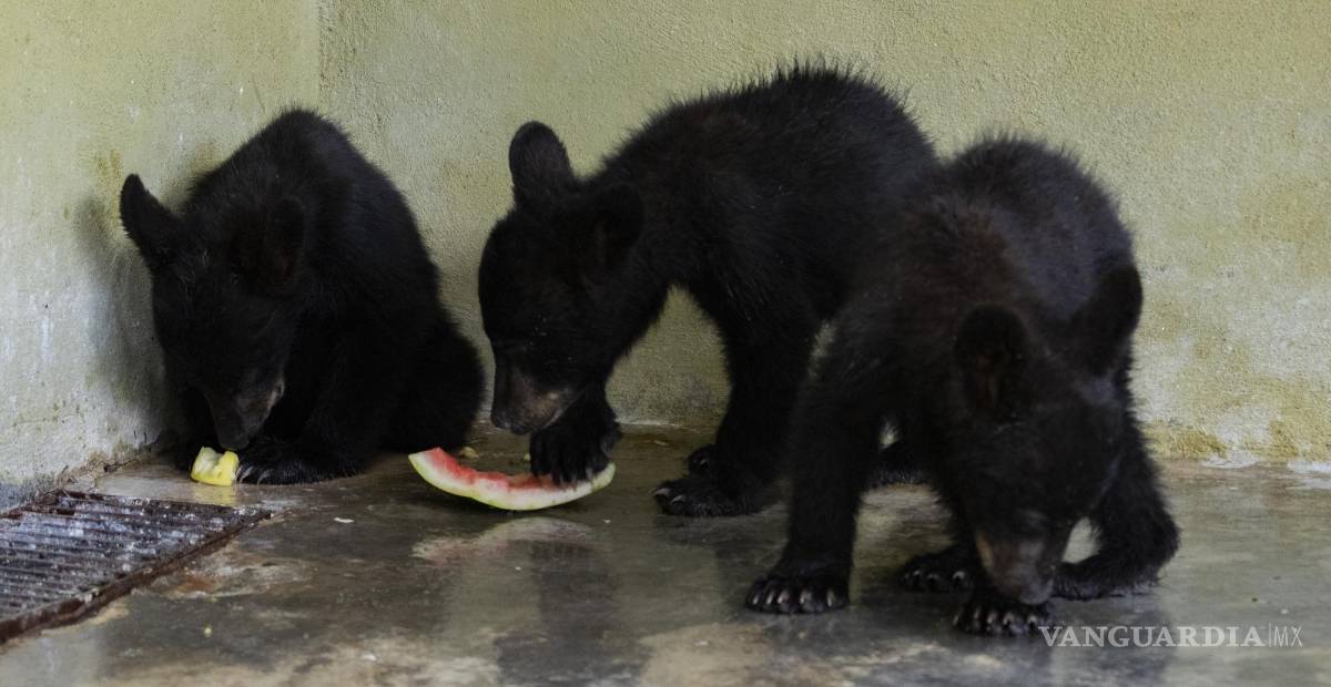 $!La sequía y los incendios forestales provocan el desplazamiento de osos. Al destruir su comida, buscan alimento en las poblaciones.