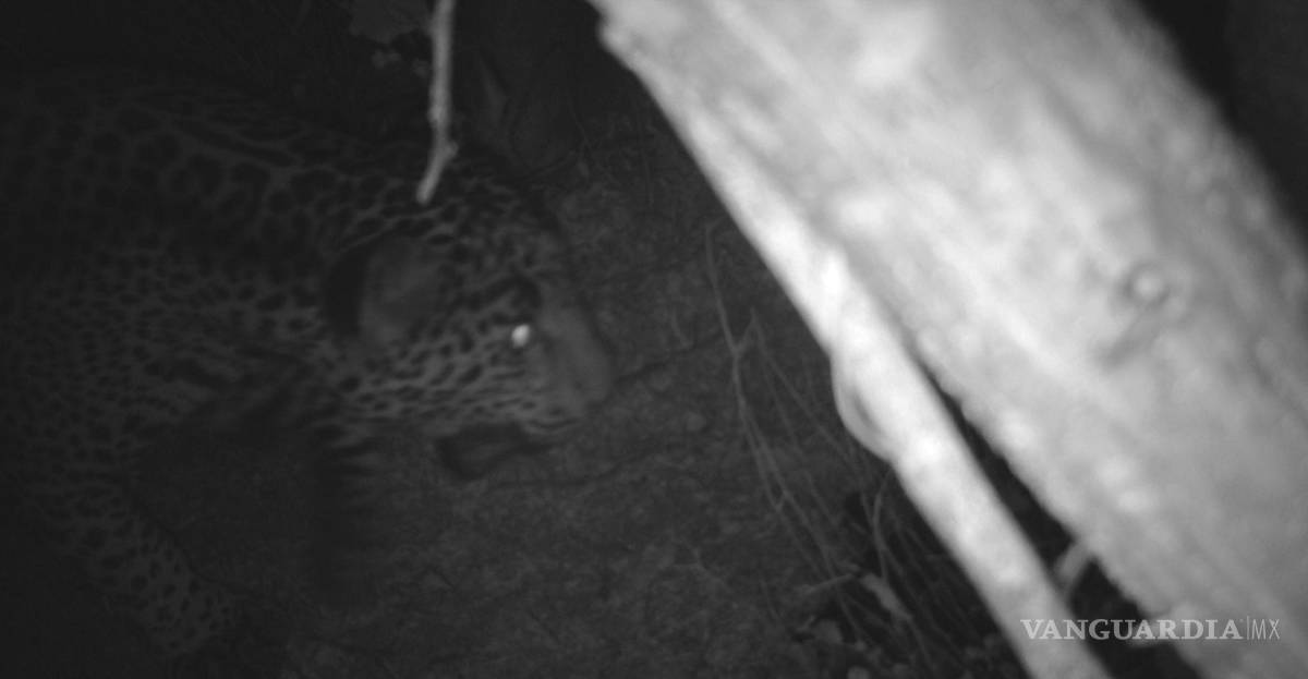 $!“El Jefe”, es uno de los jaguares más antiguos registrados a lo largo de la frontera y uno de los pocos que se sabe que cruzó la frontera.