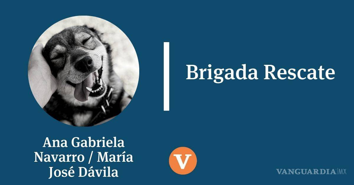 Entre armas y doctrinas