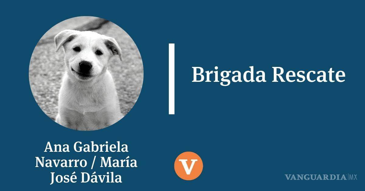 Lecciones de la manada