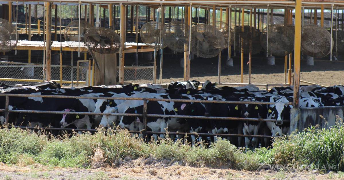 $!La cuenca lechera más grande del país representa una presión en la región por alimentar a 500 mil vacas.