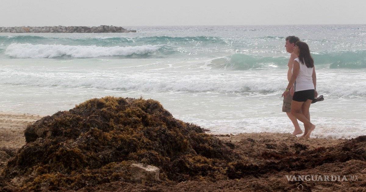 $!Futuro del mar Caribe está en riesgo por el sargazo, alertan científicos