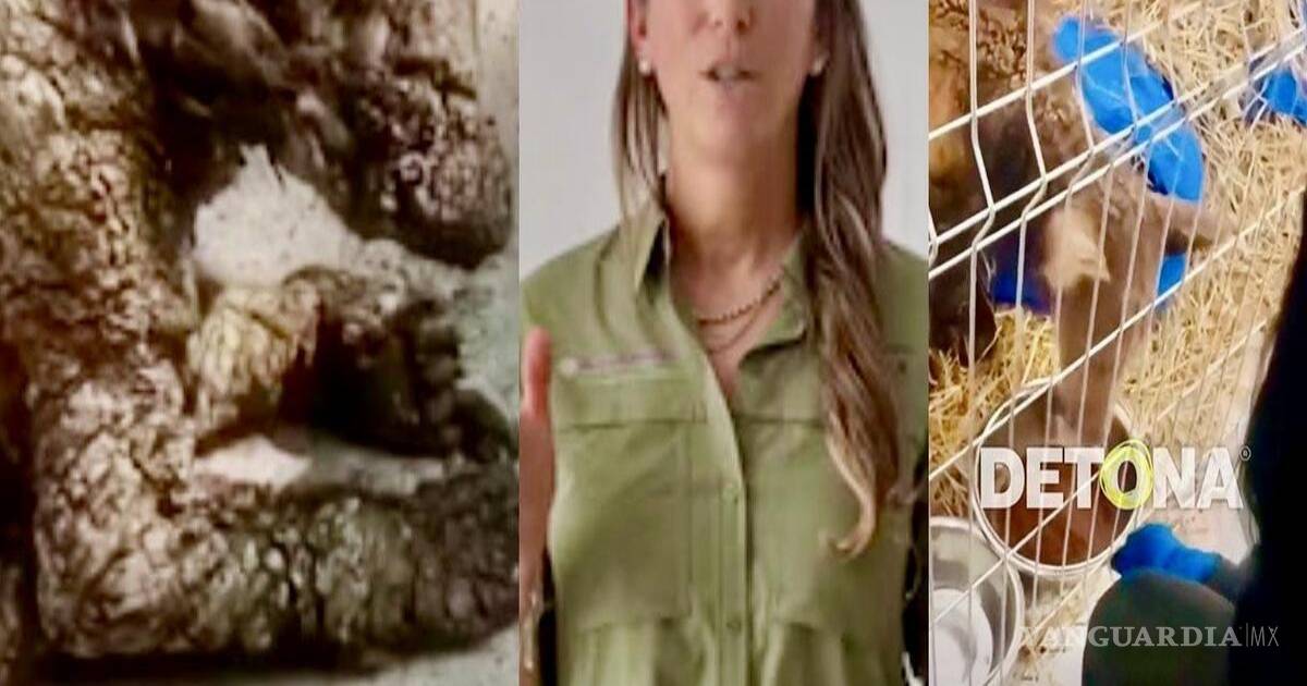 $!Mariana Boy Tamborrell, titular de Profepa, con la Osita Mina, en las condiciones que estaba bajo resguardo del Zoológico de NL.