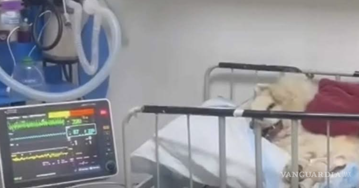 $!La legislación estatal contempla sanciones penales para quienes realicen actos de maltrato o crueldad injustificados.