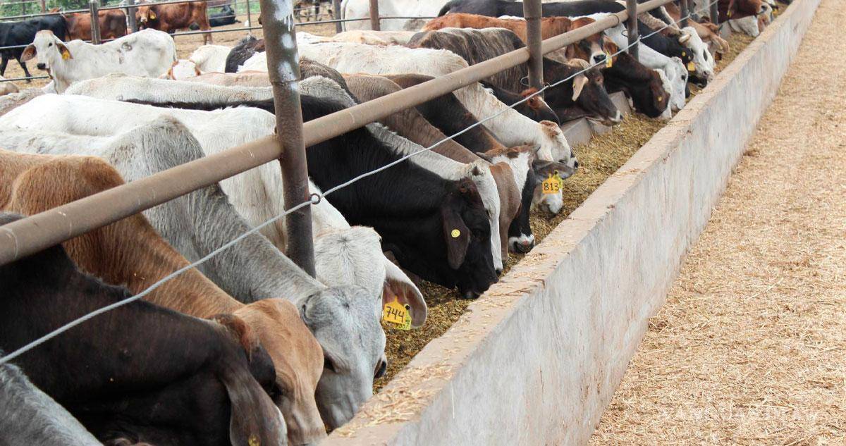 $!Productores de ganado del norte de México afirman que es imposible que ganado mexicano con gusano barrenador que ingrese a Estados Unidos.