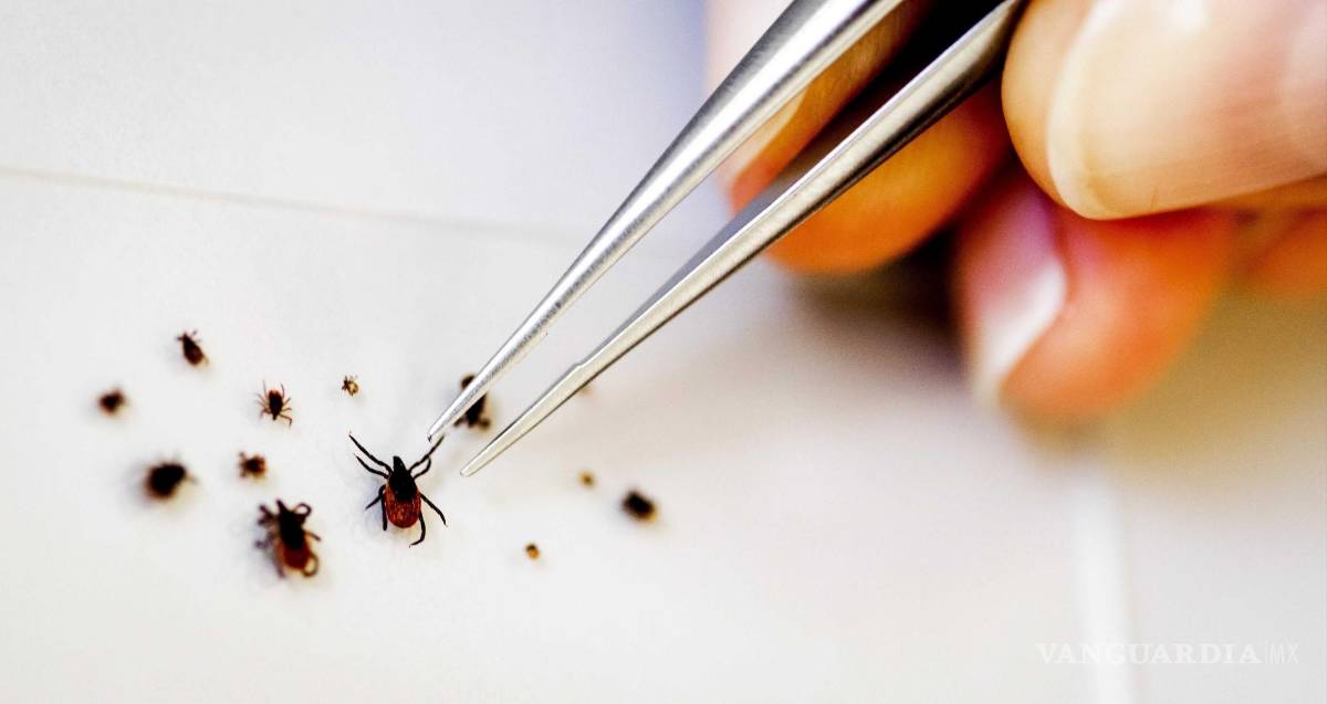 $!Varias garrapatas son estudiadas en el Instituto Nacional de Salud Pública y de Medioambiente en Bilthoven (Holanda). EFE/EPA/Robin Van Lonkhuijsen