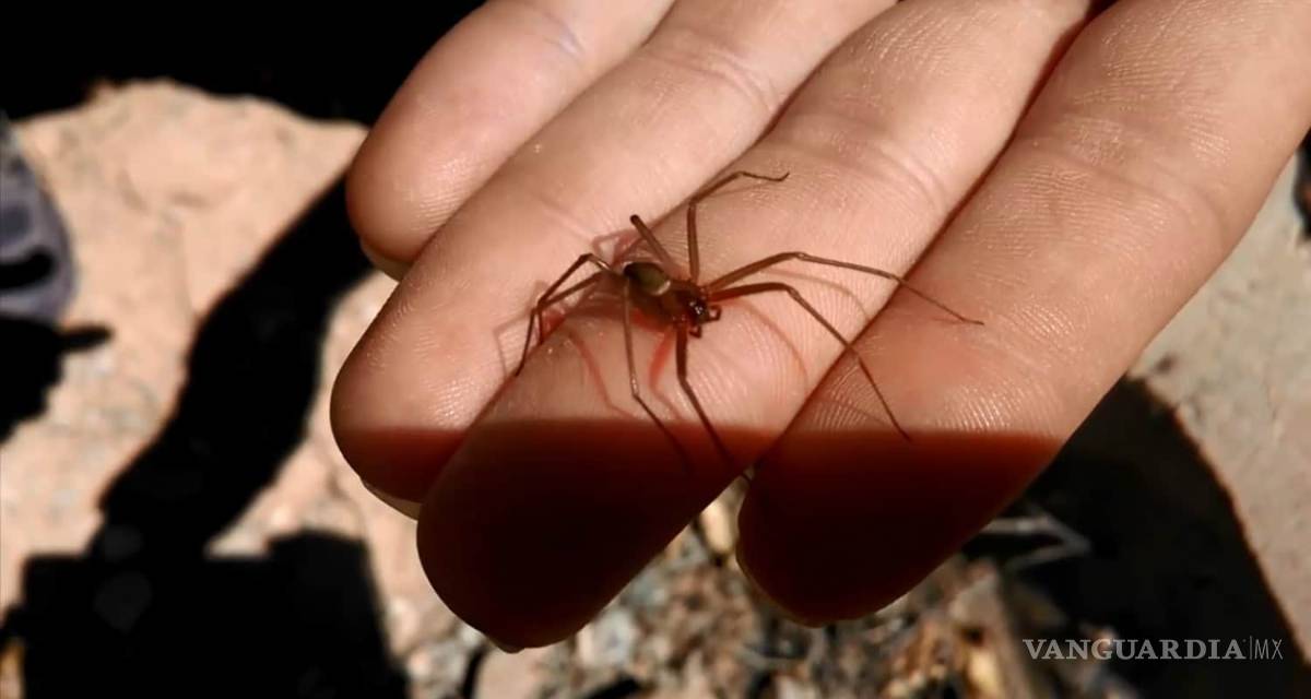 $!Muere bebé por picadura de araña violinista en Nayarit