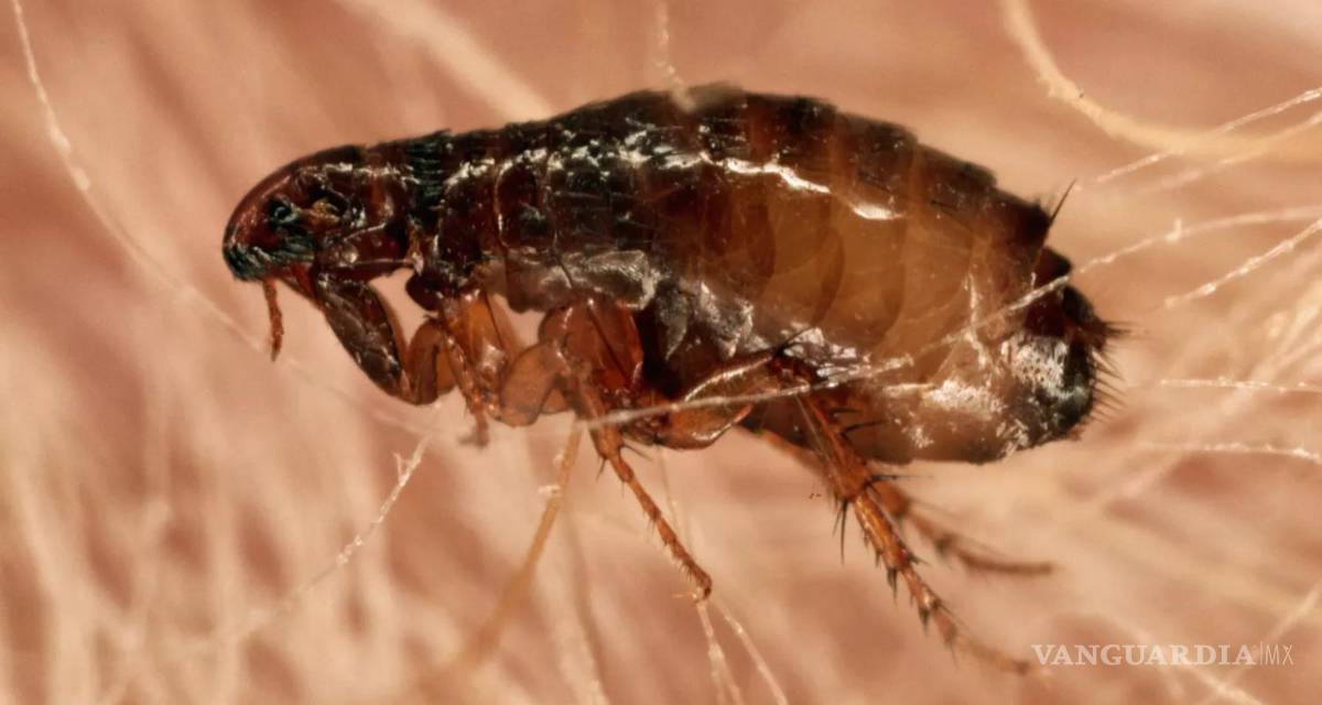 $!¿Qué es la rickettsiosis?... estos son los insectos que transmiten esta rara enfermedad