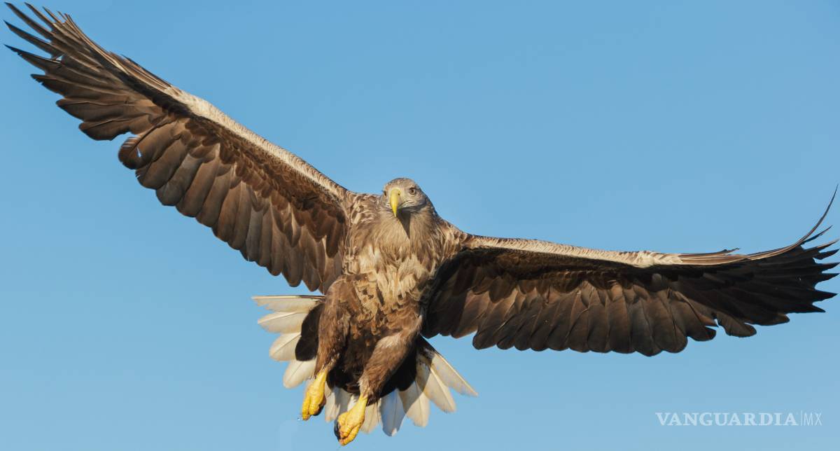 $!Don Aldegundo, saltillense cazador perpetuo de sueños con alas