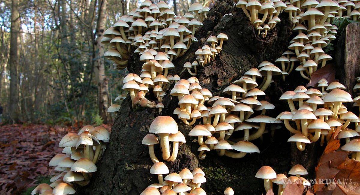 $!Para los pacientes con cáncer, una droga popular elimina el miedo a la muerte