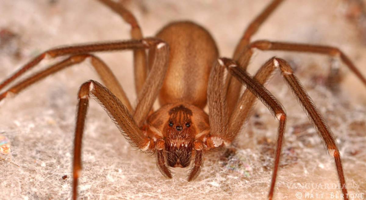 $!Universitarios descubren nueva araña violinista en México