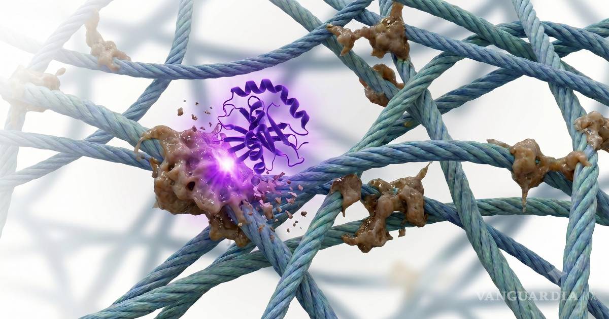 ¿Esta nueva enzima puede retroceder el reloj en el cuerpo humano?