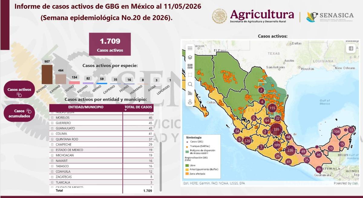 $!Coahuila: Escalan a 12 casos por el gusano barrenador; piden adaptarse a nueva realidad