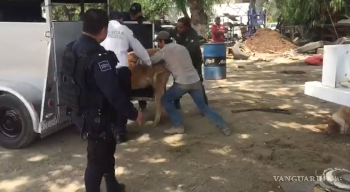 $!¡Vacas provocan caos vial en plena hora de tráfico en Saltillo!