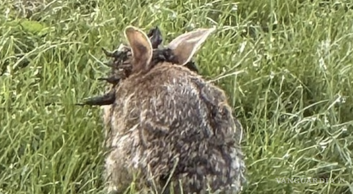 $!En Colorado, un fenómeno ha llamado la atención de vecinos y visitantes: conejos con extraños crecimientos negros.