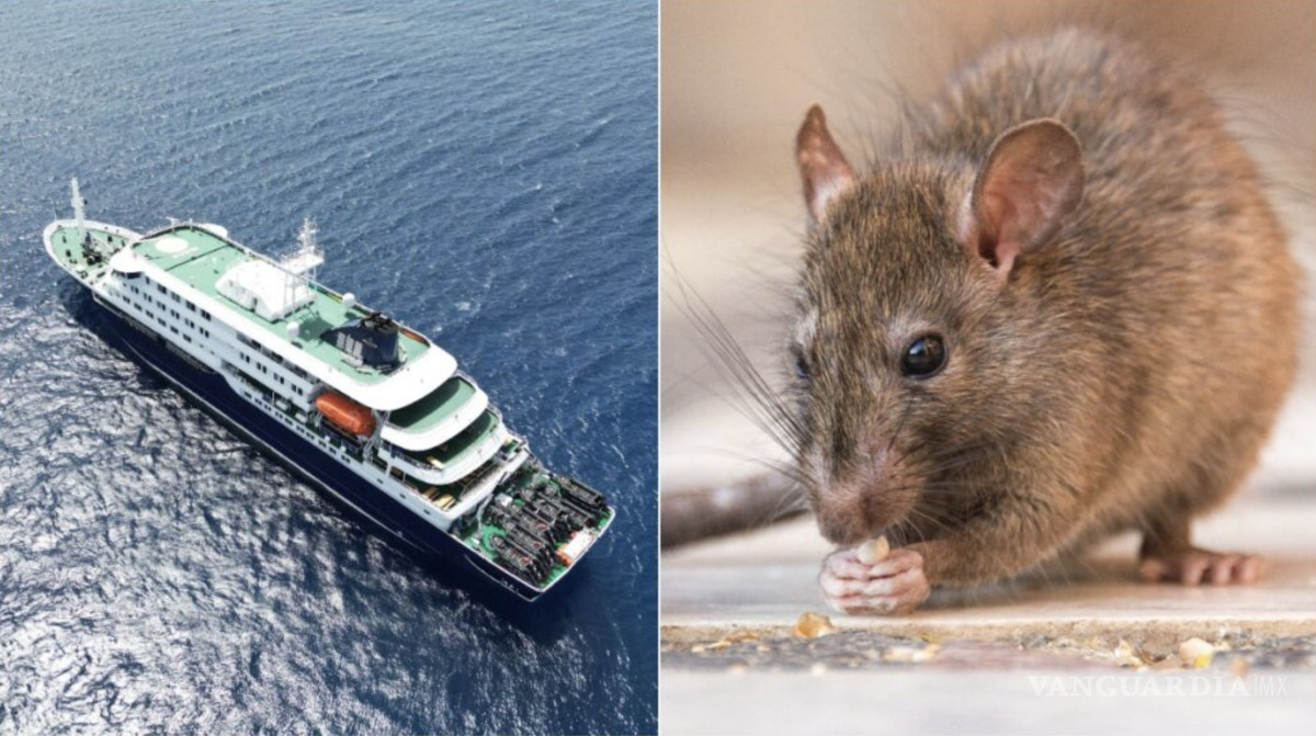 $!La detección de la cepa andina del hantavirus, considerada la única variante conocida capaz de transmitirse entre humanos.