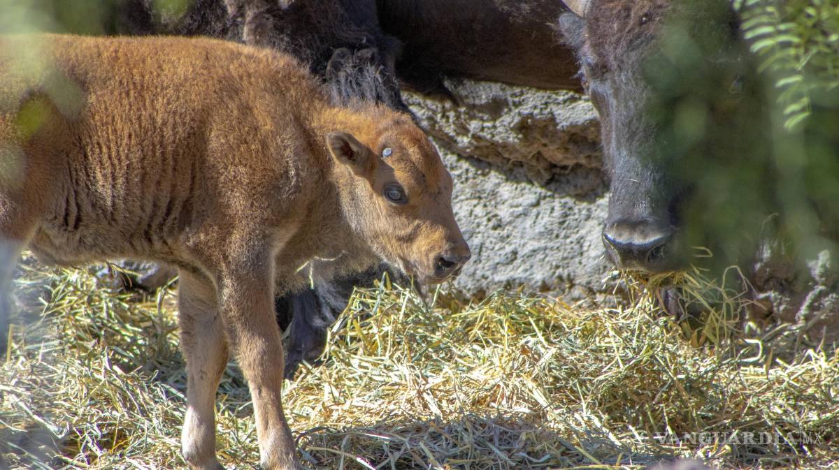 $!En los primeros días no se ha requerido intervención humana.