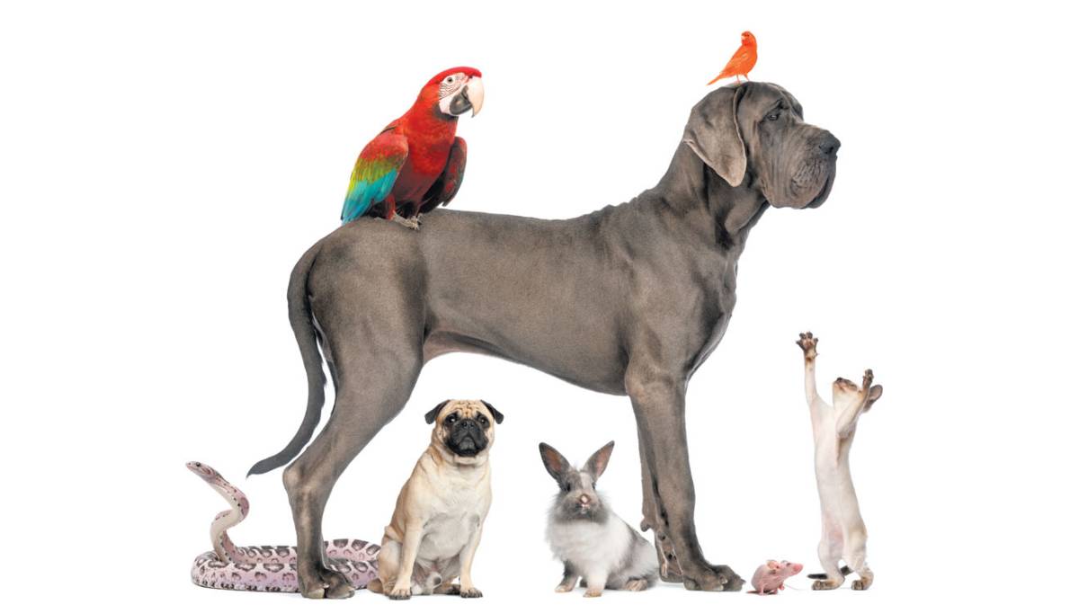 $!Venden mascotas en redes sociales, a pesar de que la ley lo prohíbe