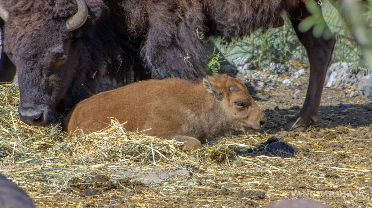 $!El ejemplar se encuentra bajo los cuidados de su madre, sin presentar problemas.