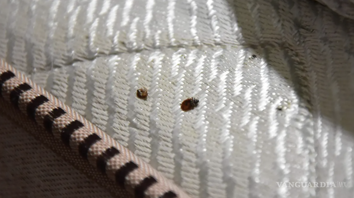 $!Identificar la presencia de chinches de cama en el hogar es un verdadero desafío de supervivencia doméstica.