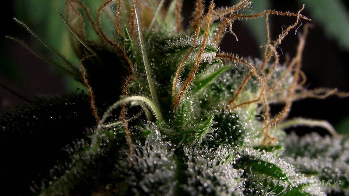 $!Las 10 variedades de 'mota' más exóticas