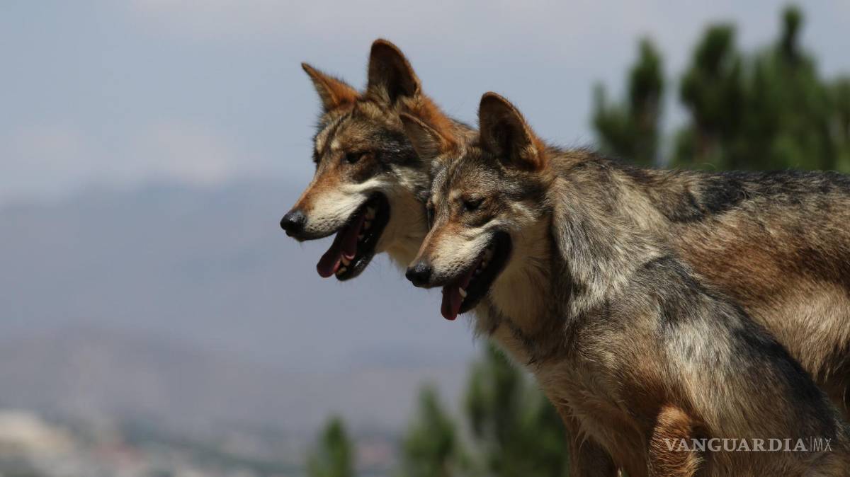 $!Solo entre 25 y 30 lobos mexicanos sobreviven en libertad en México.
