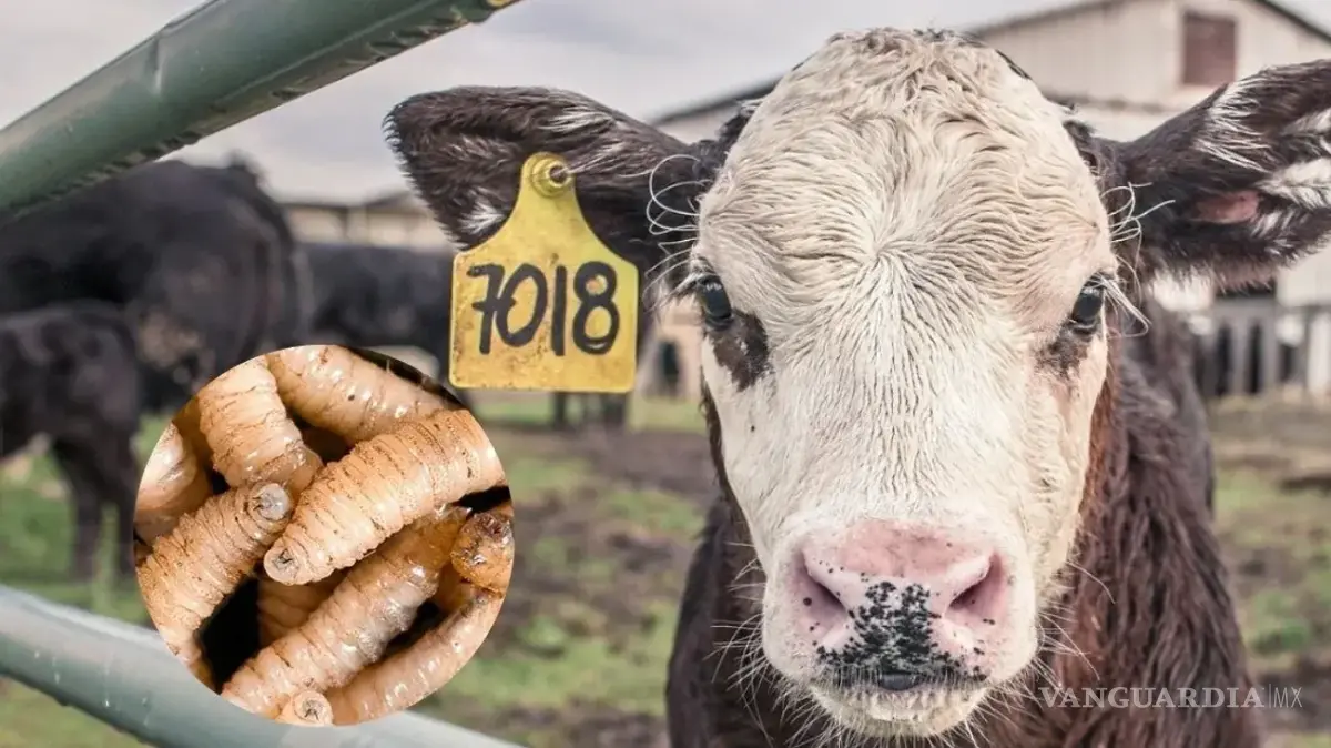 $!El corredor ganadero mexicano enfrenta presiones para mantener su estatus libre de plagas.