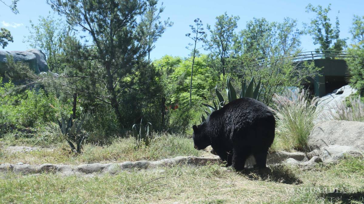 $!Un oso negro no es cazador, pero es omnívoro. Se alimenta de larvas de abeja, insectos, frutas.