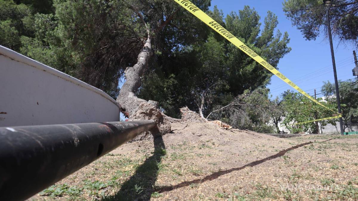 $!Autoridades clausuraron partes de la plaza tras la caída de árboles y luminarias debido a los fuertes vientos.