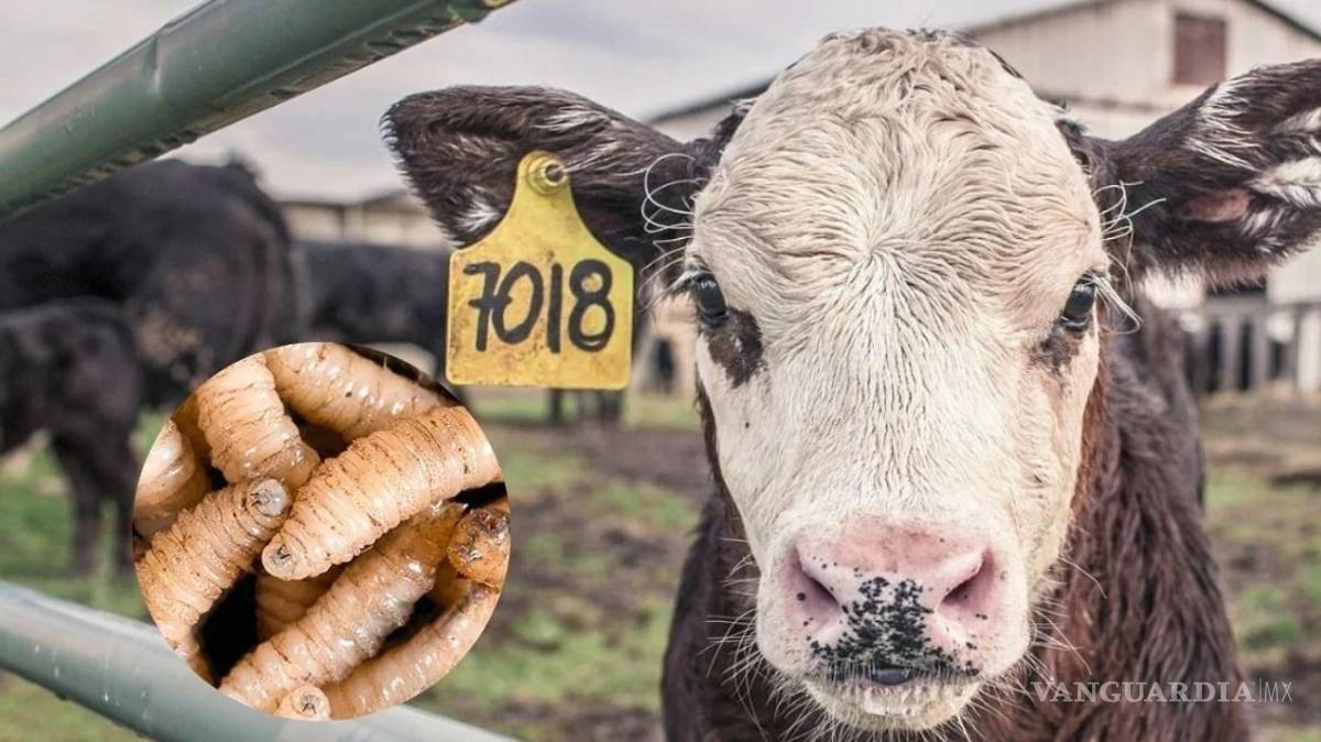 $!Chiapas es la entidad con más casos de ejemplares de ganado que se ven amenazados por esta plaga.