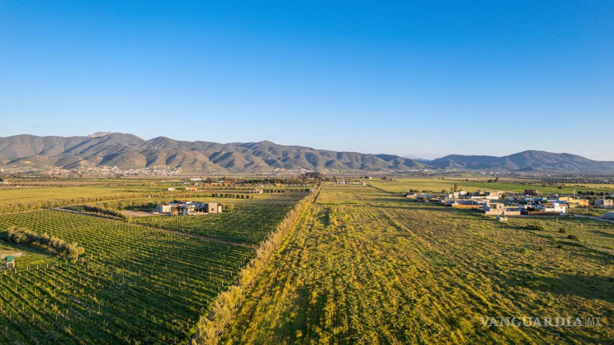 $!Además del vino, en Parras de la Fuente la nuez y el sotol forman parte de una experiencia que resalta la riqueza gastronómica del norte del país.
