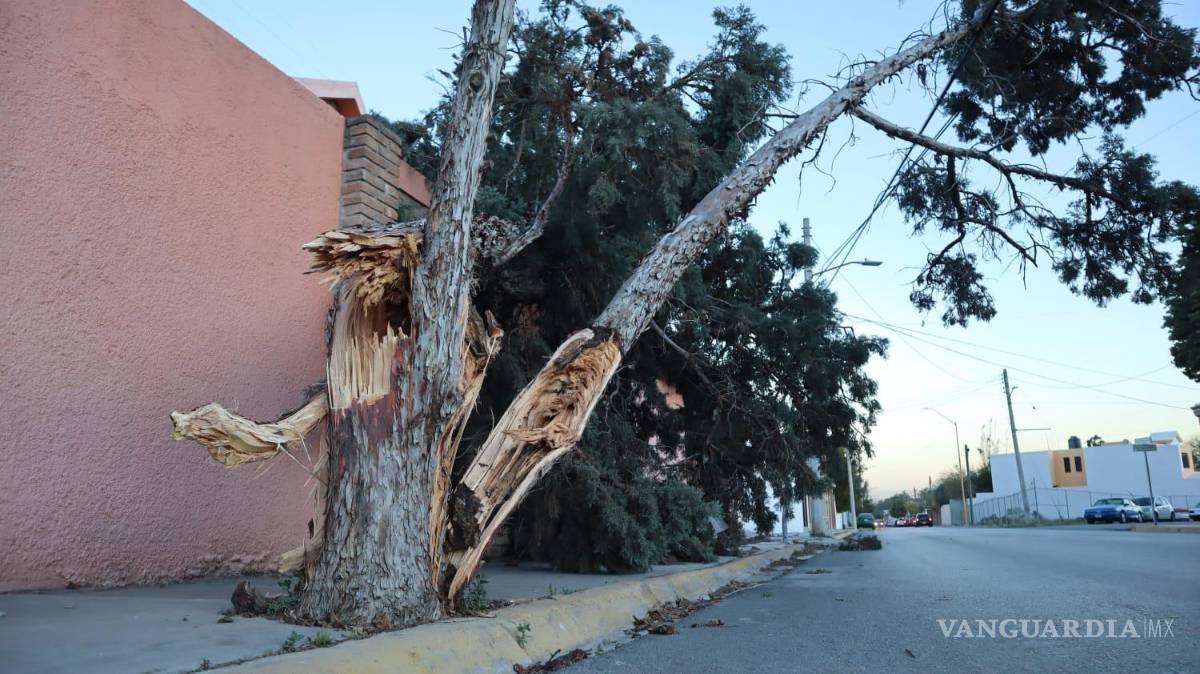 $!Daños dejados por las ráfagas de viento en calles de Saltillo.