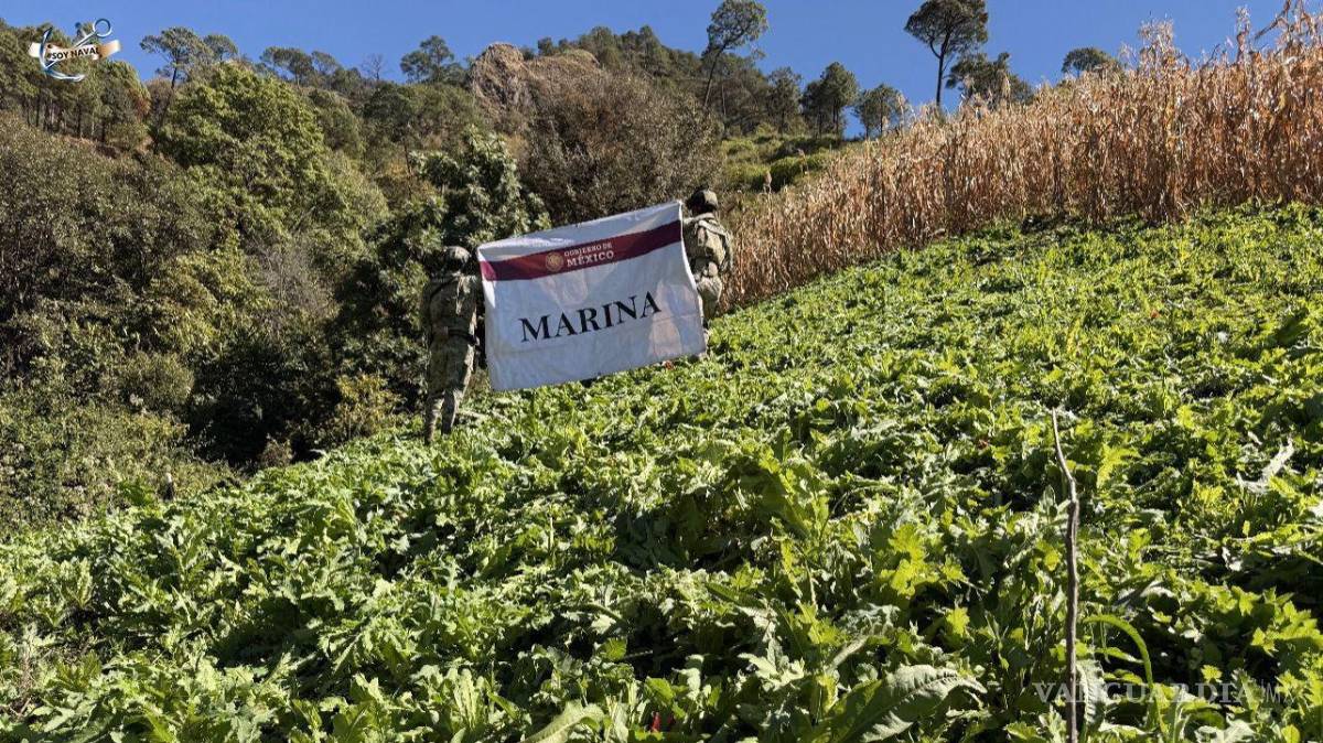 $!Semar destruye casi 200 mil plantas de amapola en Nayarit.