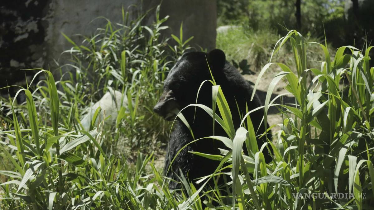 $!Actualmente, el albergue del Museo del Desierto brinda tratamientos y cuidados clínicos para seis ejemplares de oso.