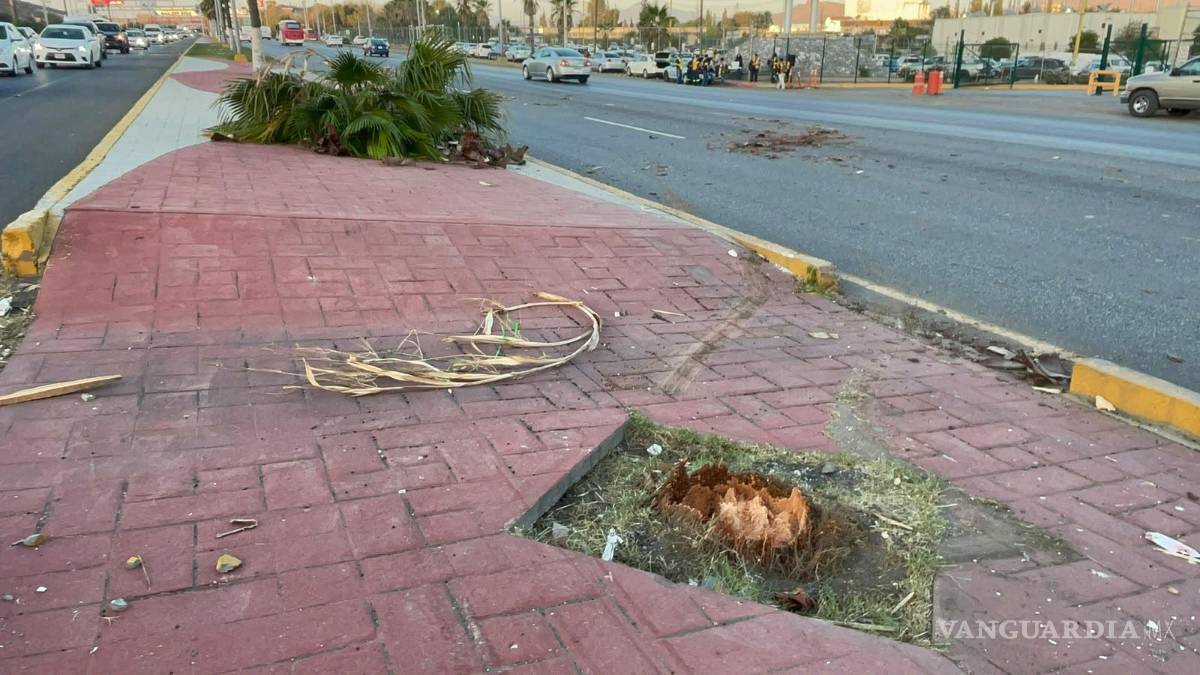 $!La unidad derribó una palmera del camellón central antes de terminar su recorrido estrellada contra el puente.